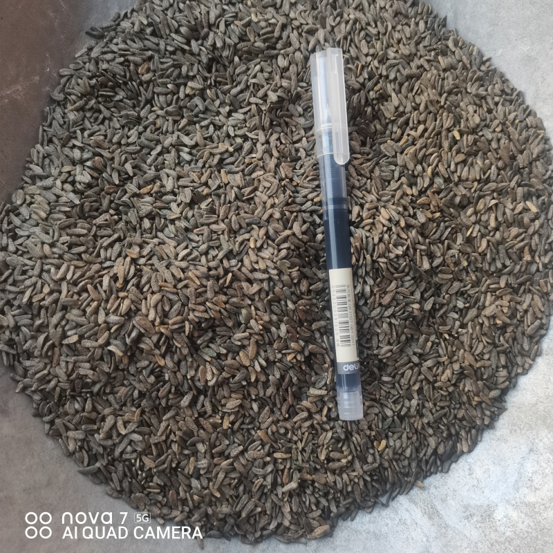 中草药牛蒡子中药材正品牛蒡子牛子大力子茶牛蒡子