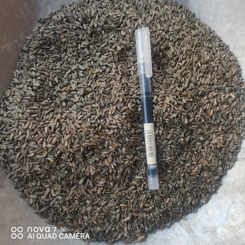 中草药牛蒡子中药材正品牛蒡子牛子大力子茶牛蒡子