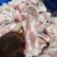 带肉猪腿骨，一件20斤，酱骨头专用