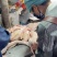 散养大白鹅鲜活现杀农家生态养殖