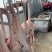 散养大白鹅鲜活现杀农家生态养殖