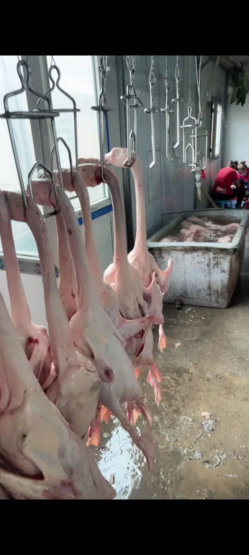 散养大白鹅鲜活现杀农家生态养殖