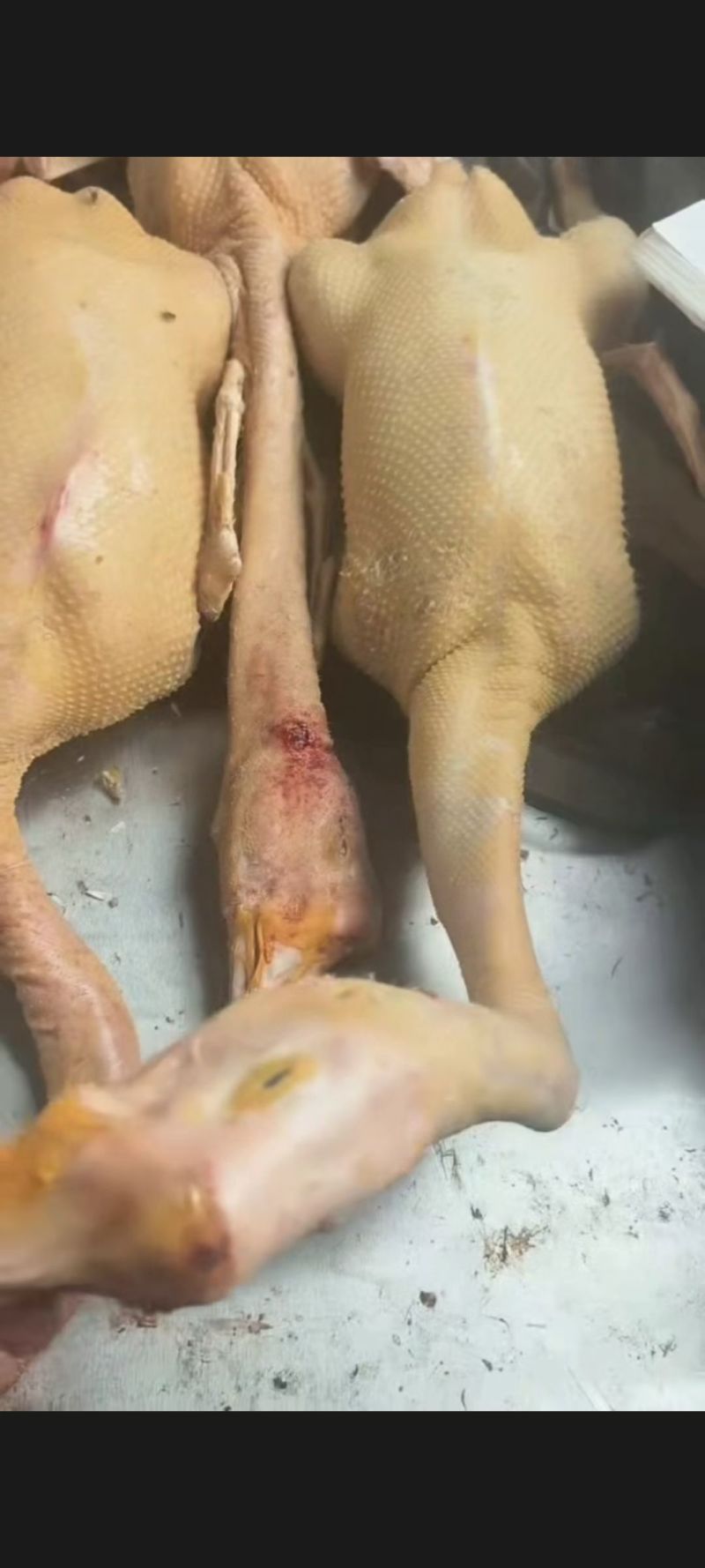 散养大白鹅鲜活现杀农家生态养殖
