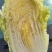 北京3号、玲珑皇精品大白菜、868包头菜