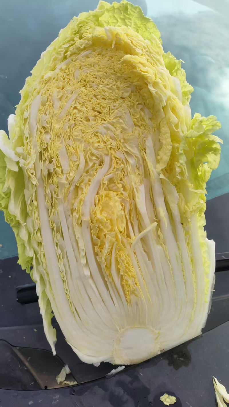 北京3号、玲珑皇精品大白菜、868包头菜