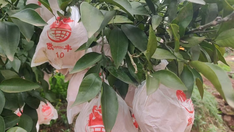 【耙耙柑】四川春见柑桔/资中耙耙柑/电商团购一件批发大甩