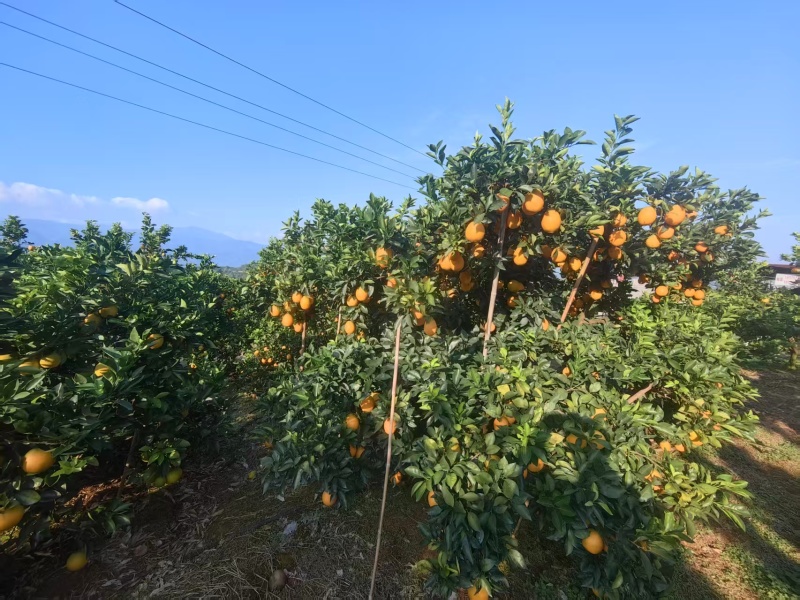 湖南郴州纽荷尔脐橙自己果园现摘现发保质保量欢迎随时联系