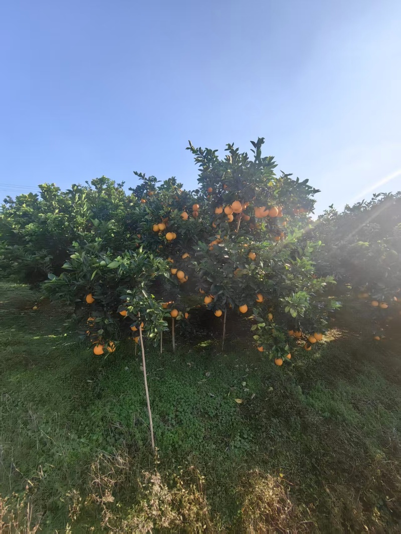 湖南郴州纽荷尔脐橙自己果园现摘现发保质保量欢迎随时联系