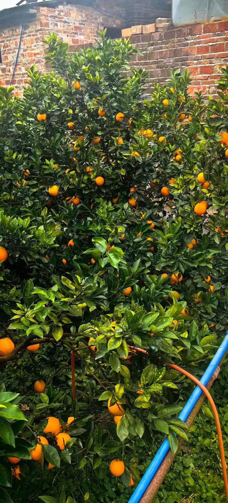 湖南郴州纽荷尔脐橙自己果园现摘现发保质保量欢迎随时联系