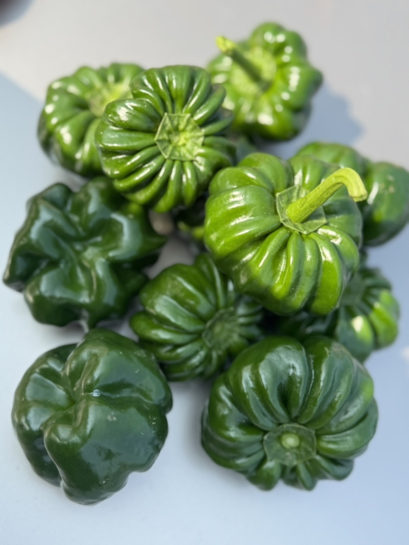 磨子椒