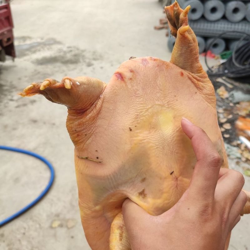 中华甲鱼母鱼中华鳖信阳固始甲鱼王八大乌龟老乌龟