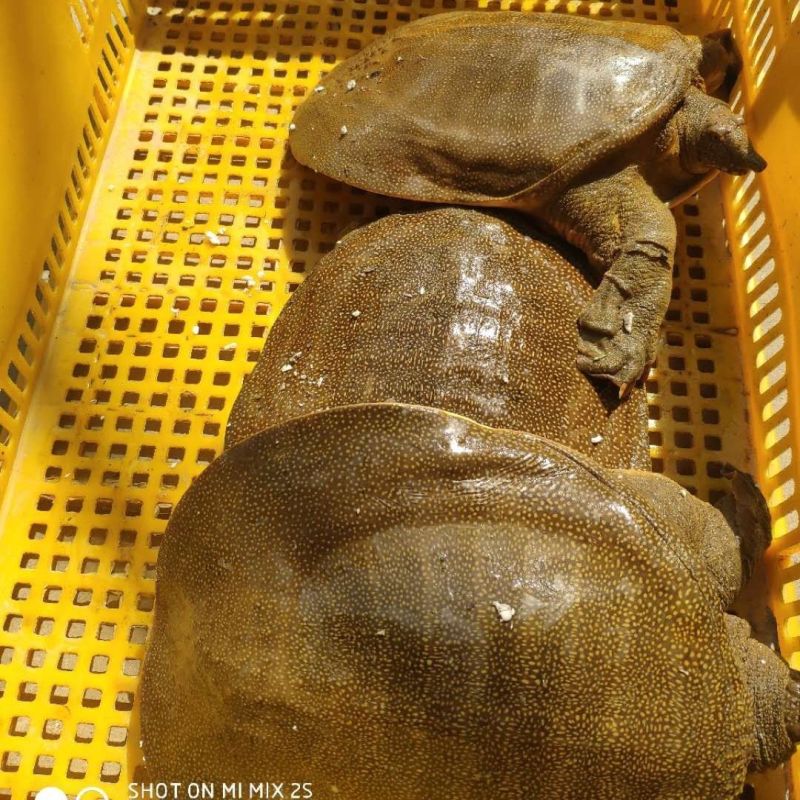 中华甲鱼母鱼中华鳖信阳固始甲鱼王八大乌龟老乌龟