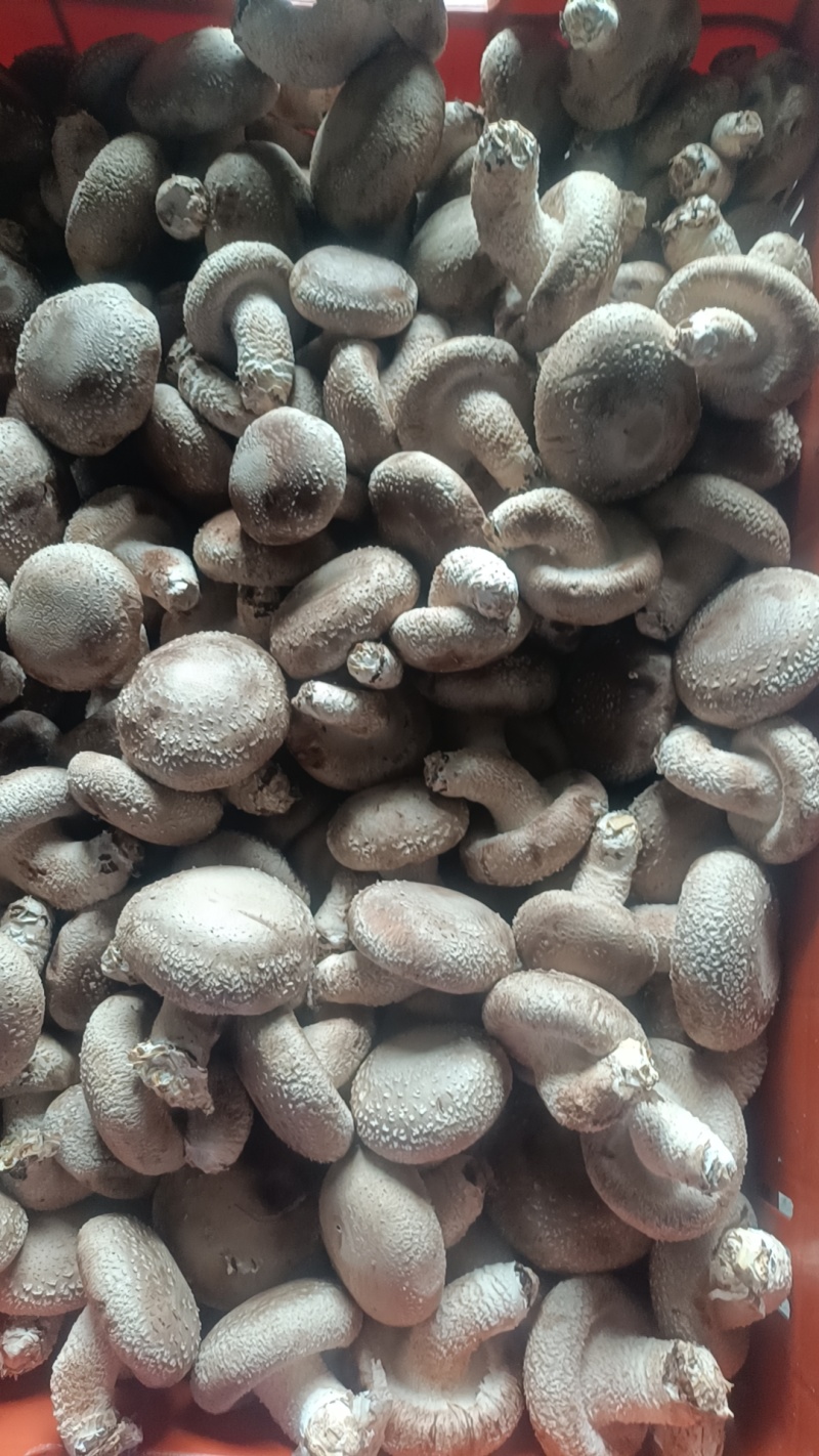 鲜香菇