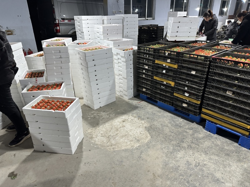 中国草莓之乡安丘脱毒草莓甜润多汁支持一件代发