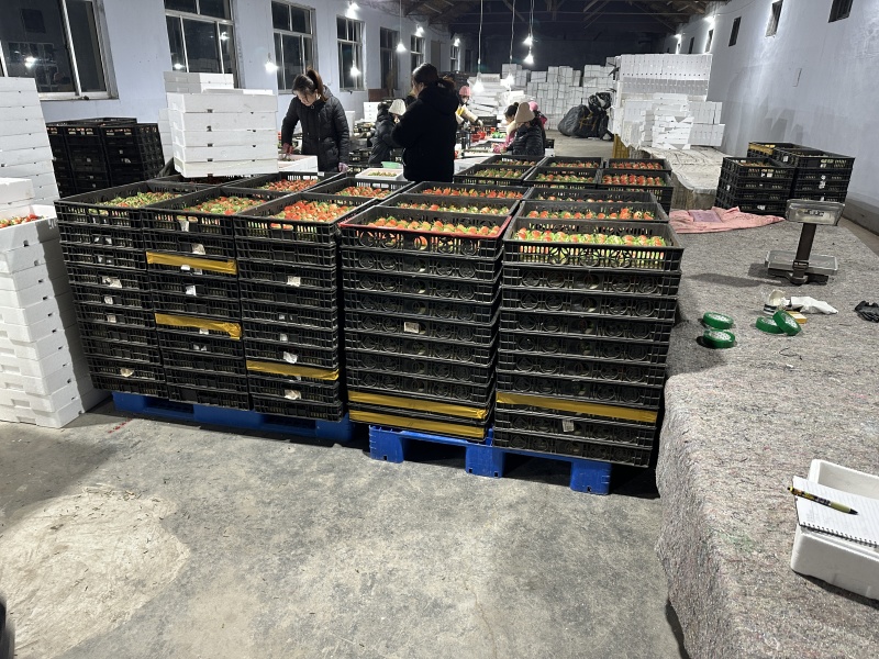中国草莓之乡安丘脱毒草莓甜润多汁支持一件代发