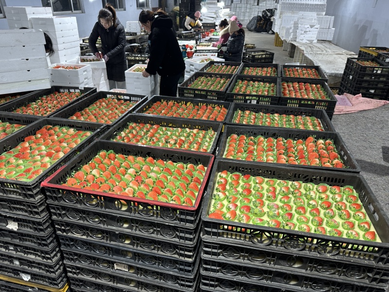 中国草莓之乡安丘脱毒草莓甜润多汁支持一件代发