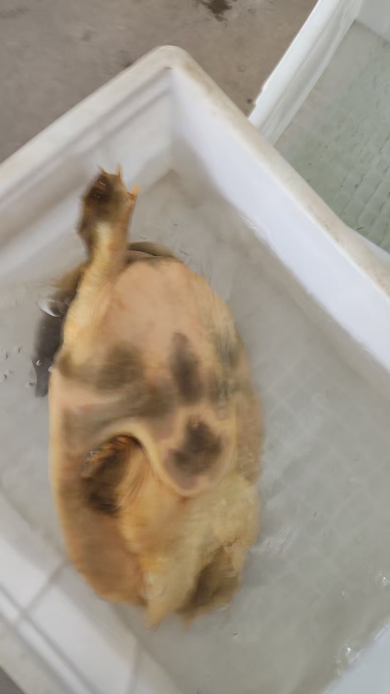母甲鱼中华鳖中华甲鱼大乌龟大甲鱼老乌龟大量