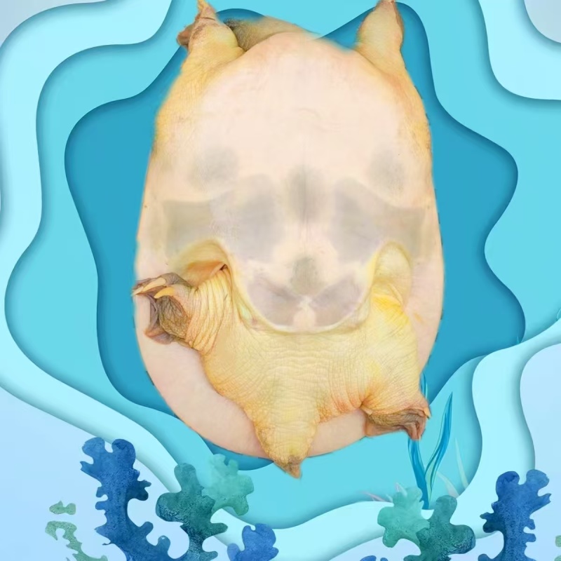 母甲鱼中华鳖中华甲鱼大乌龟大甲鱼老乌龟大量