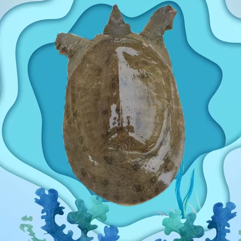 母甲鱼中华鳖中华甲鱼大乌龟大甲鱼老乌龟大量