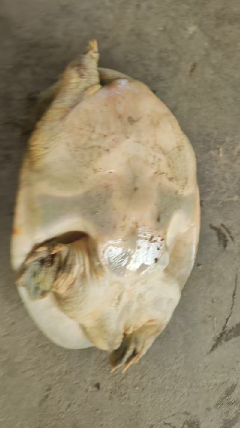 母甲鱼中华鳖中华甲鱼大乌龟大甲鱼老乌龟大量