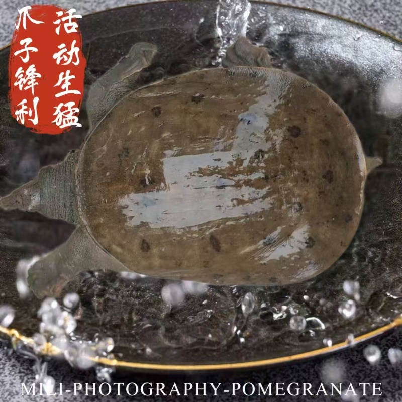 母甲鱼中华鳖中华甲鱼大乌龟大甲鱼老乌龟大量