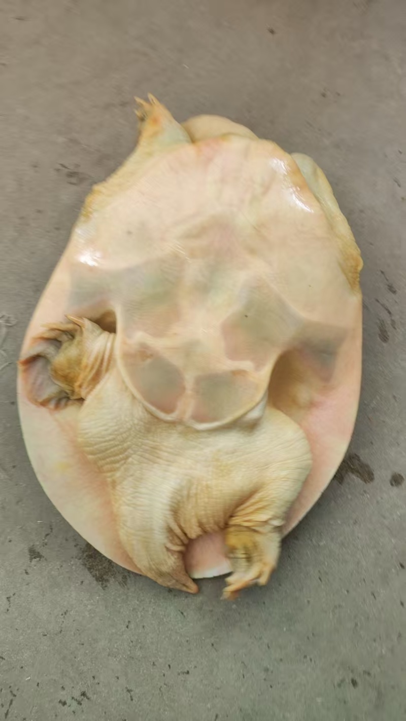 母甲鱼中华鳖中华甲鱼大乌龟大甲鱼老乌龟大量