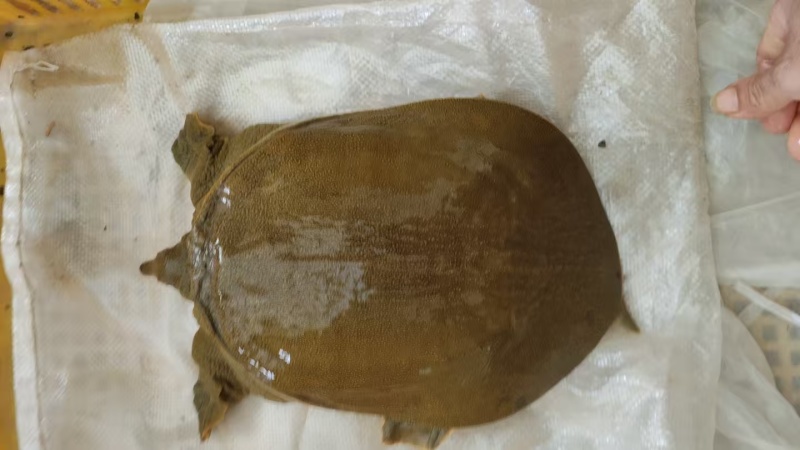 母甲鱼中华鳖中华甲鱼大乌龟大甲鱼老乌龟大量