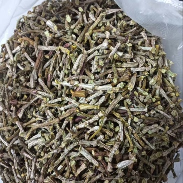 云南软脚铁皮石斛/干条石斛/农户种植一手货源现摘现发