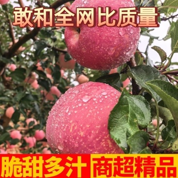 河北秦皇岛红富士/产区直发/大量有货/当天发货