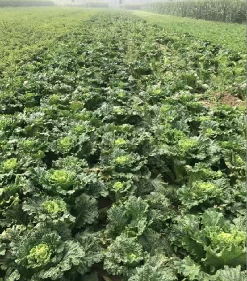农场基地批发青麻叶大白菜秋绿75，麻叶青。竹筒白