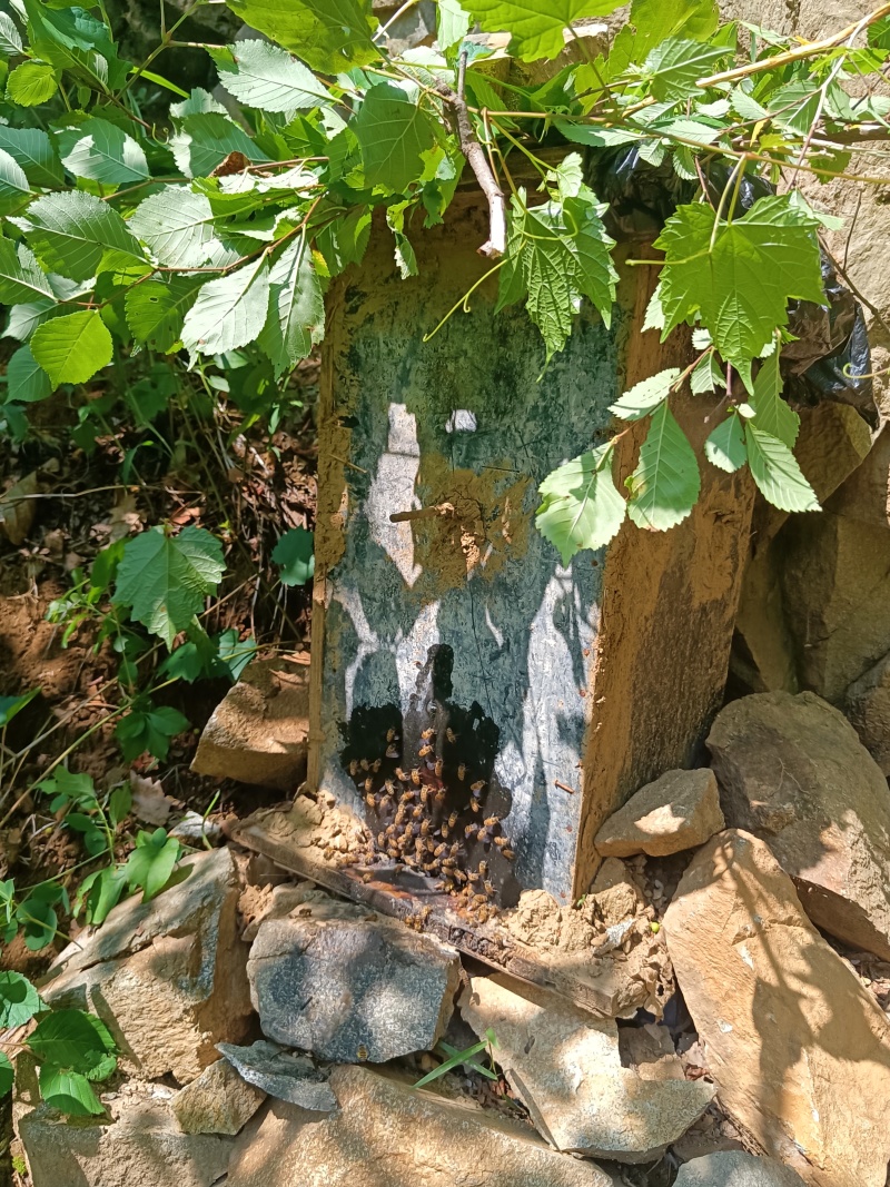 纯野生山蜂蜜