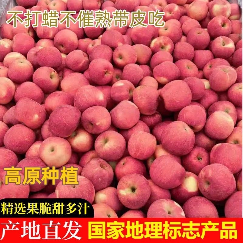 河北秦皇岛红富士/产区直发/大量有货/当天发货