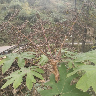 大通草种子优质大通草种子产新