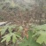 大通草种子优质大通草种子产新