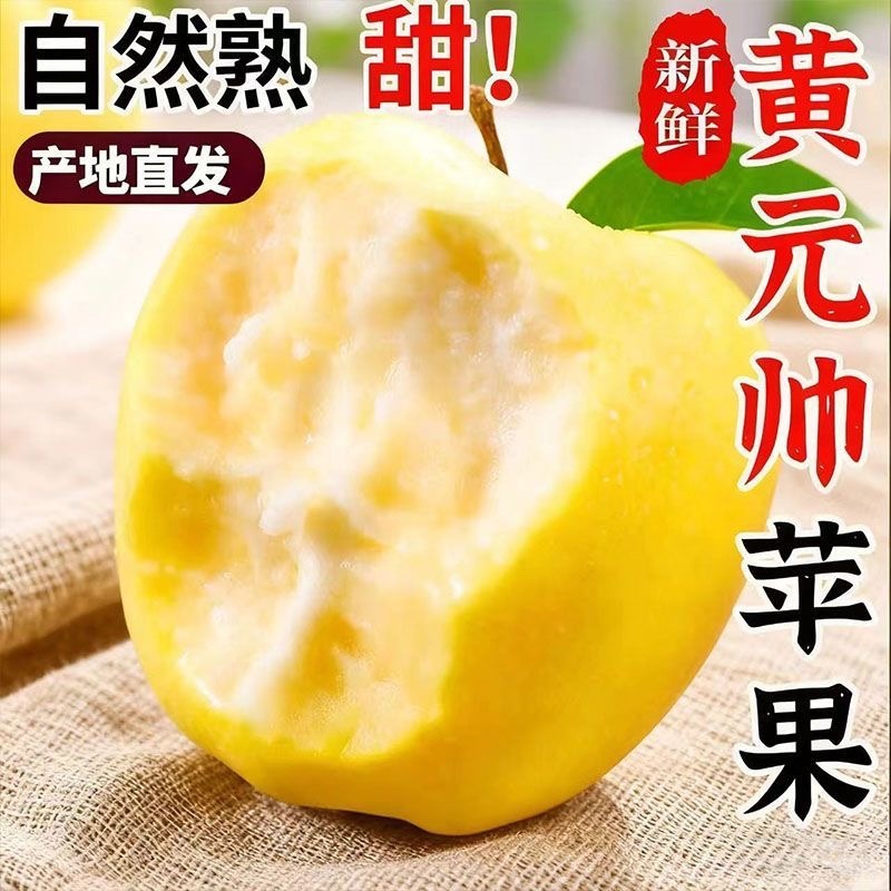 河北昌黎黄元帅苹果/粉糯香甜/产区直发
