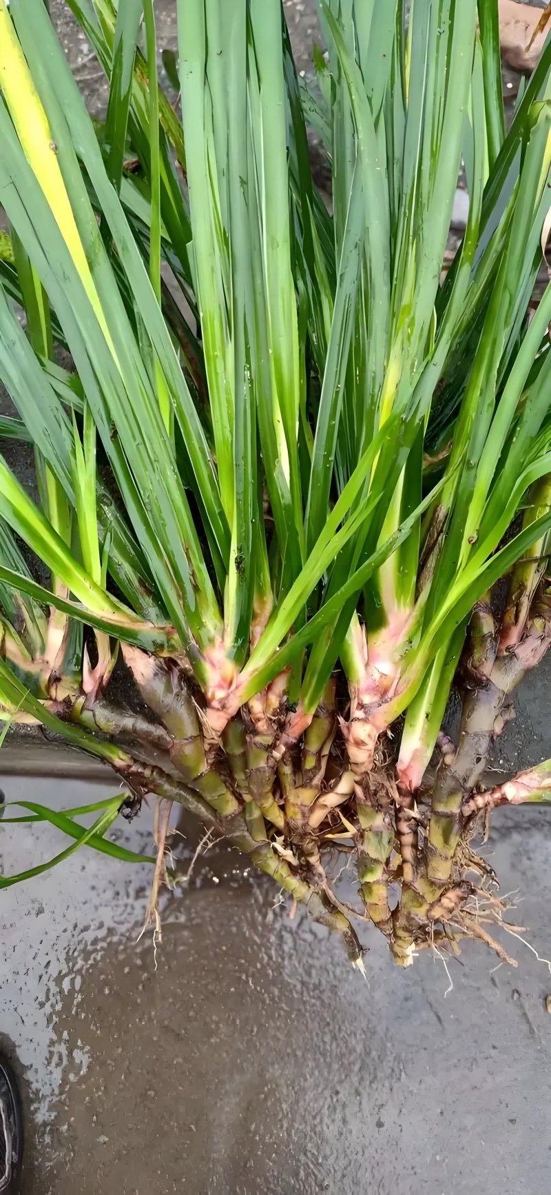石菖蒲全网低价保质保量欢迎联系