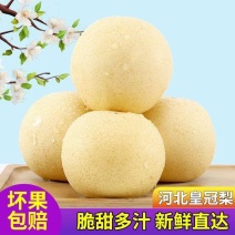 河北昌黎蜜梨/皇冠梨/产区直发/大量有货