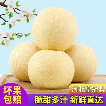 河北昌黎蜜梨/皇冠梨/产区直发/大量有货