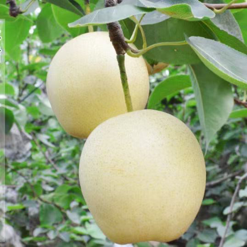 河北昌黎蜜梨/皇冠梨/产区直发/大量有货
