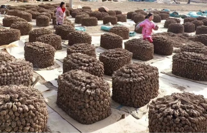 正宗岷县当归无熏硫，规格齐全，原产地发货，量大优惠欢迎合