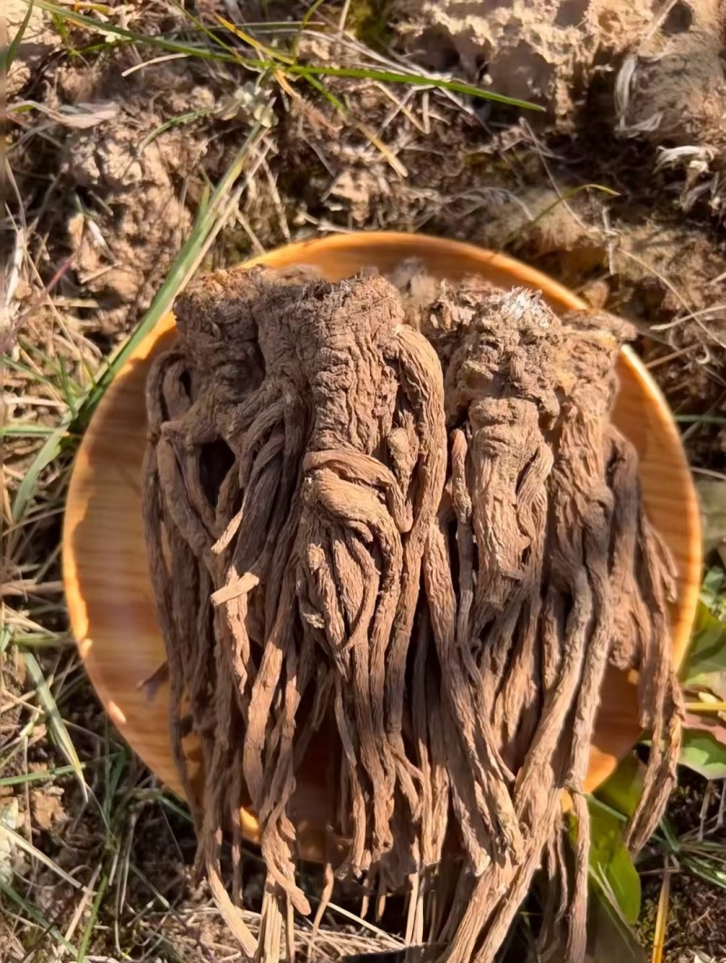 正宗岷县当归无熏硫，规格齐全，原产地发货，量大优惠欢迎合