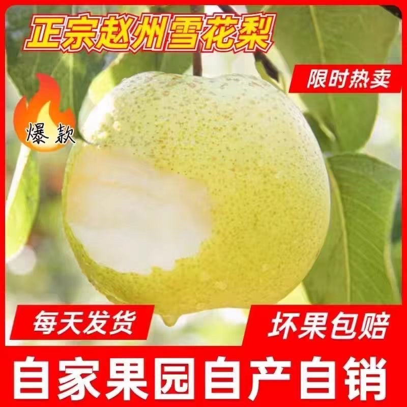 河北昌黎雪花梨/产区直发/大量有货/欢迎选购