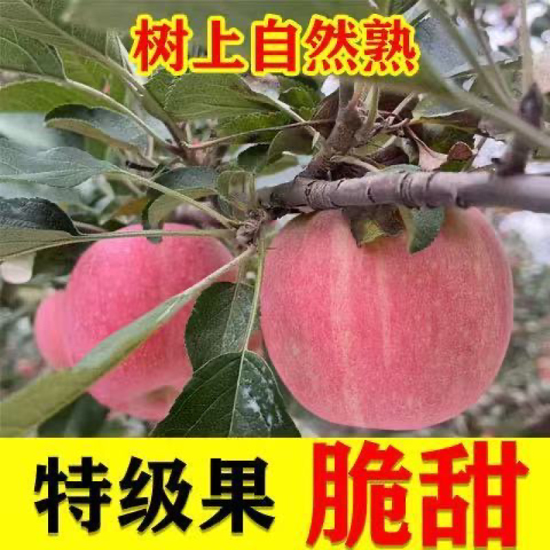 河北昌黎冷库红富士/现货直发/大量有货/欢迎咨询