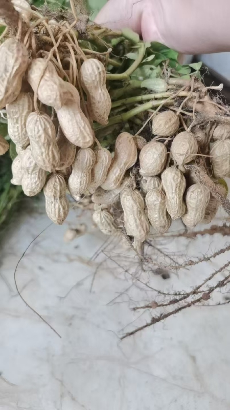 内黄县花生产地直供，颗粒饱满品质好，价格合理，可视频看货
