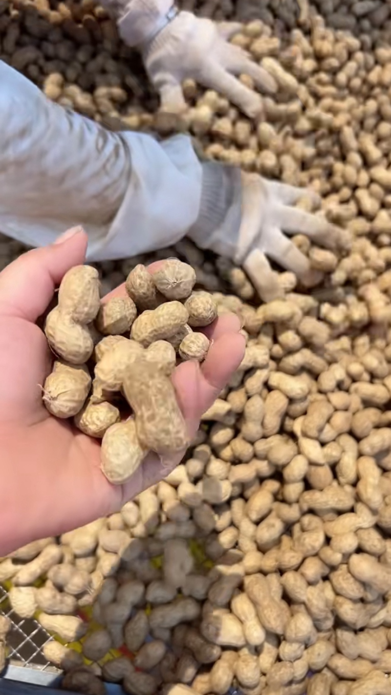 内黄县花生产地直供，颗粒饱满品质好，价格合理，可视频看货
