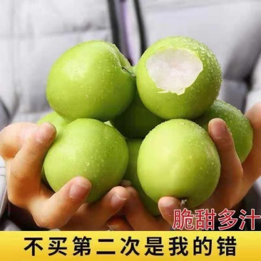 《热卖》福建牛奶大青枣大量上市中基地直发对接全国一条龙