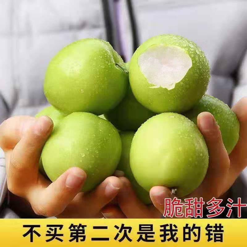《热卖》福建牛奶大青枣大量上市中基地直发对接全国一条龙