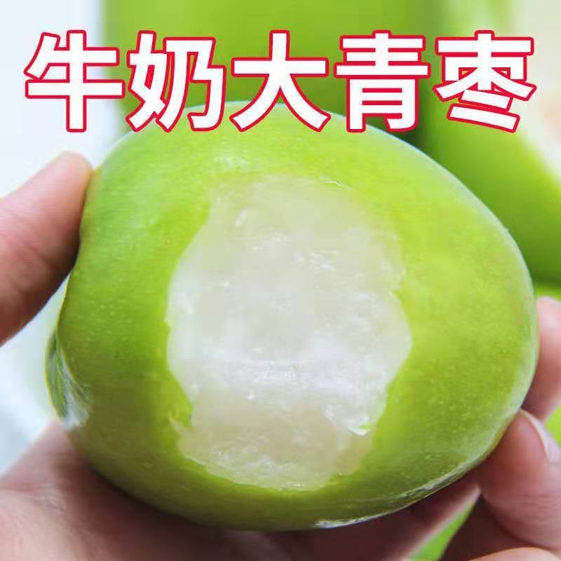 《热卖》福建牛奶大青枣大量上市中基地直发对接全国一条龙