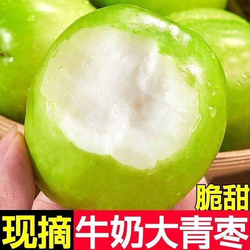 《热卖》福建牛奶大青枣大量上市中基地直发对接全国一条龙