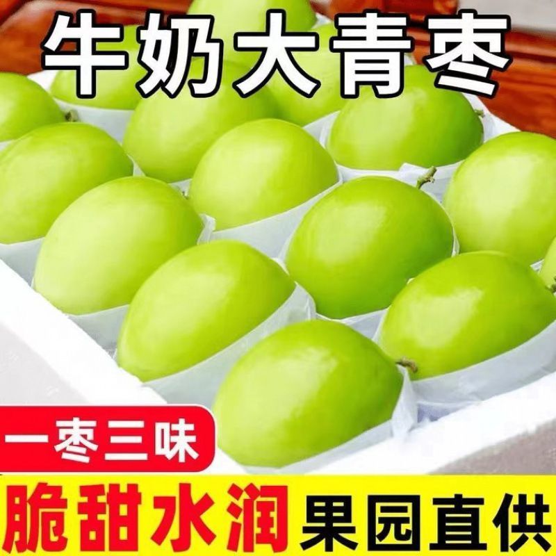 《热卖》福建牛奶大青枣大量上市中基地直发对接全国一条龙